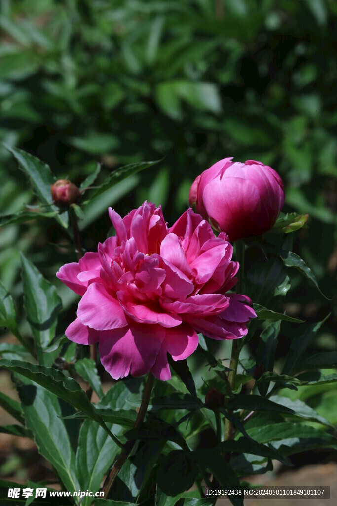芍药花 