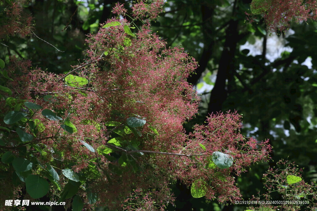 黄栌花  