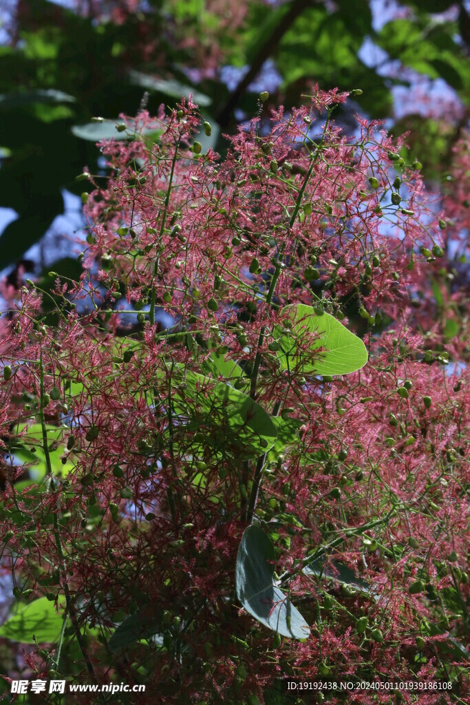 黄栌花 