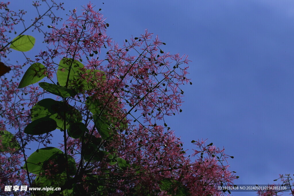 黄栌花  