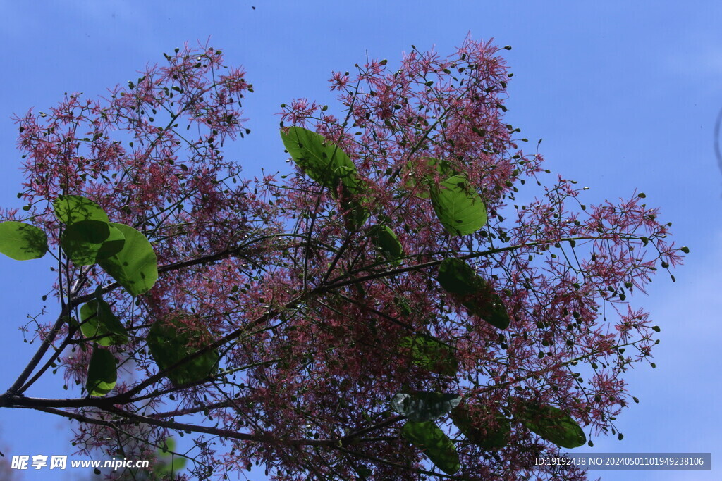 黄栌花 