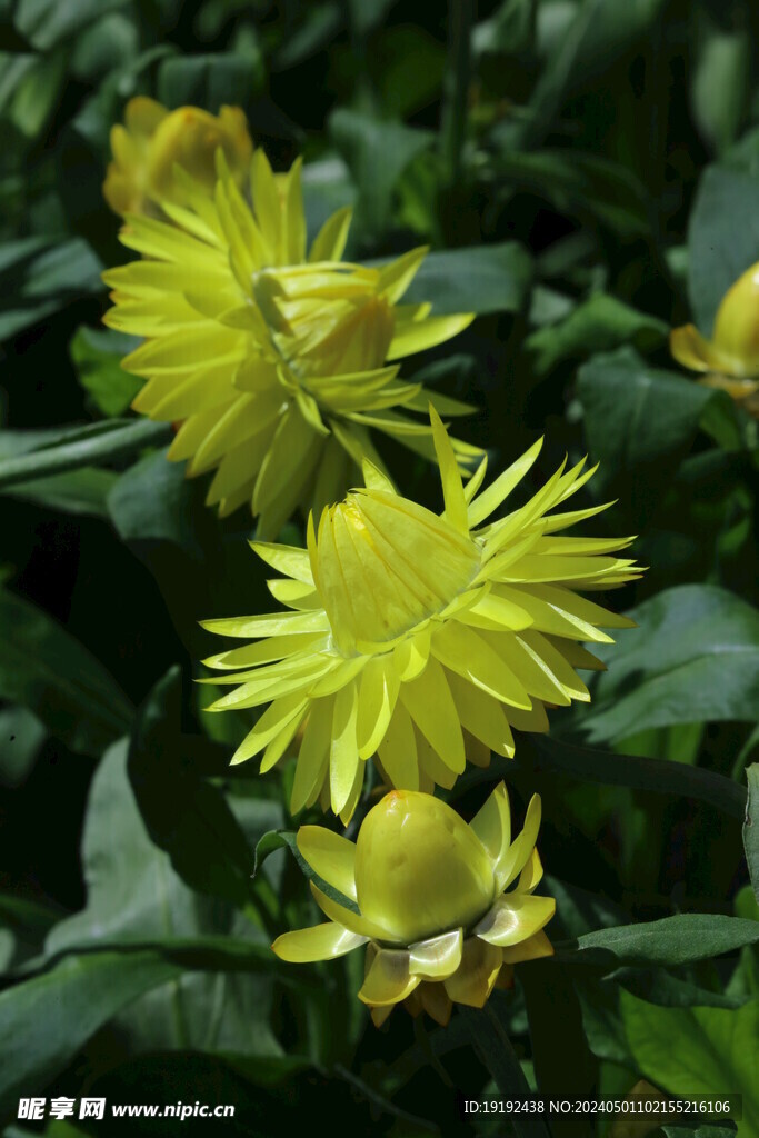 蜡菊  