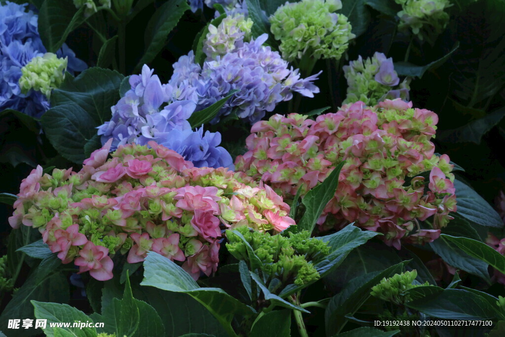 绣球花  
