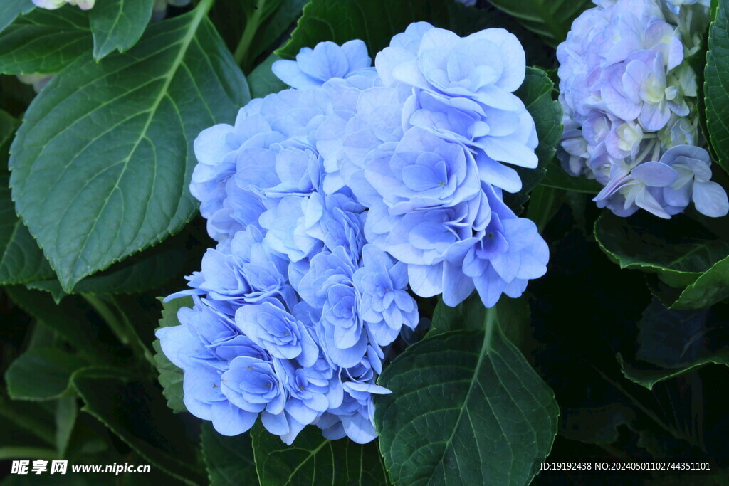 绣球花 