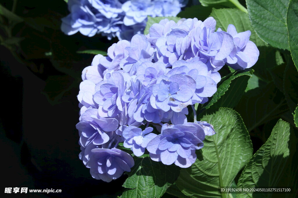 绣球花