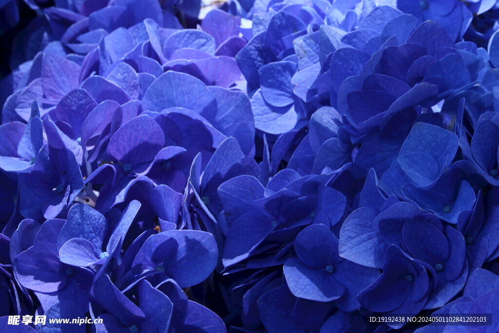 绣球花 