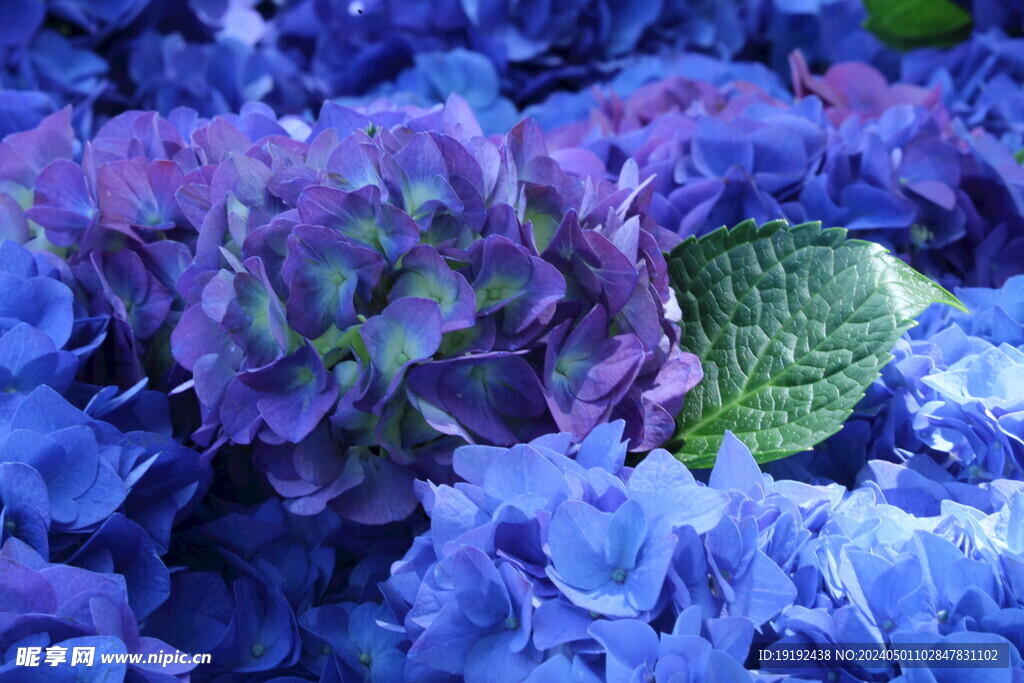绣球花