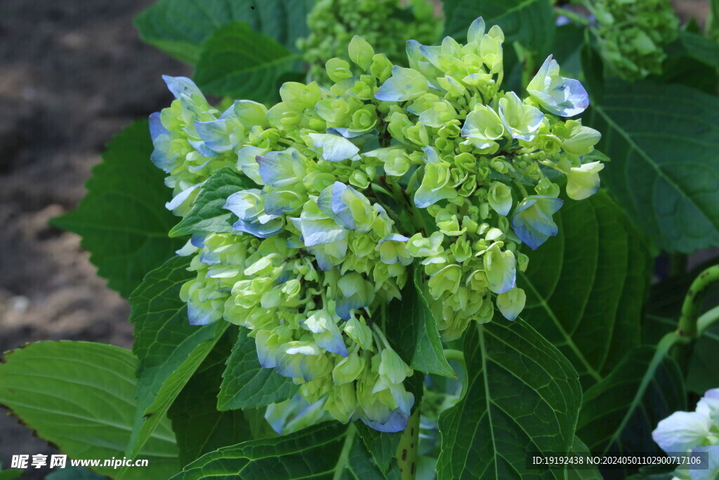 绣球花  