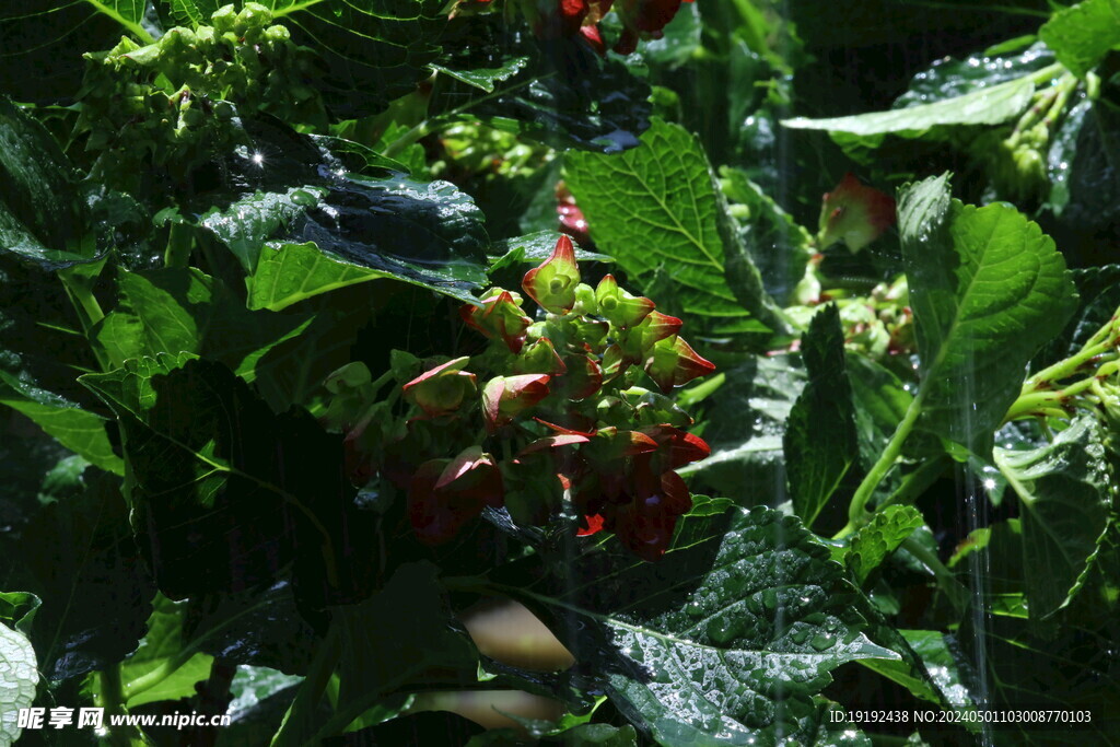 绣球花 