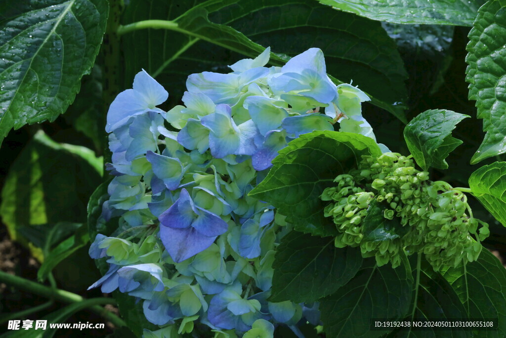 绣球花 