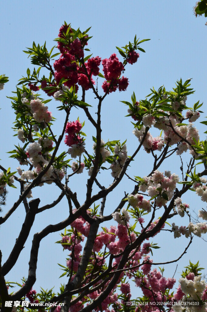 碧桃花 