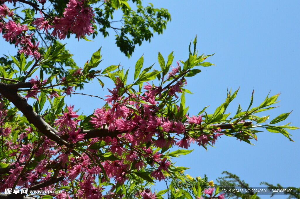 菊花桃 