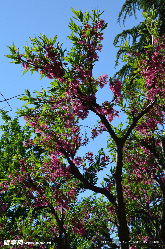 菊花桃 