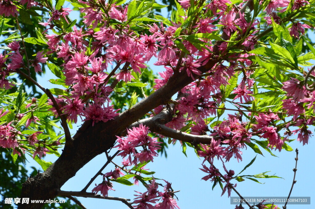 菊花桃