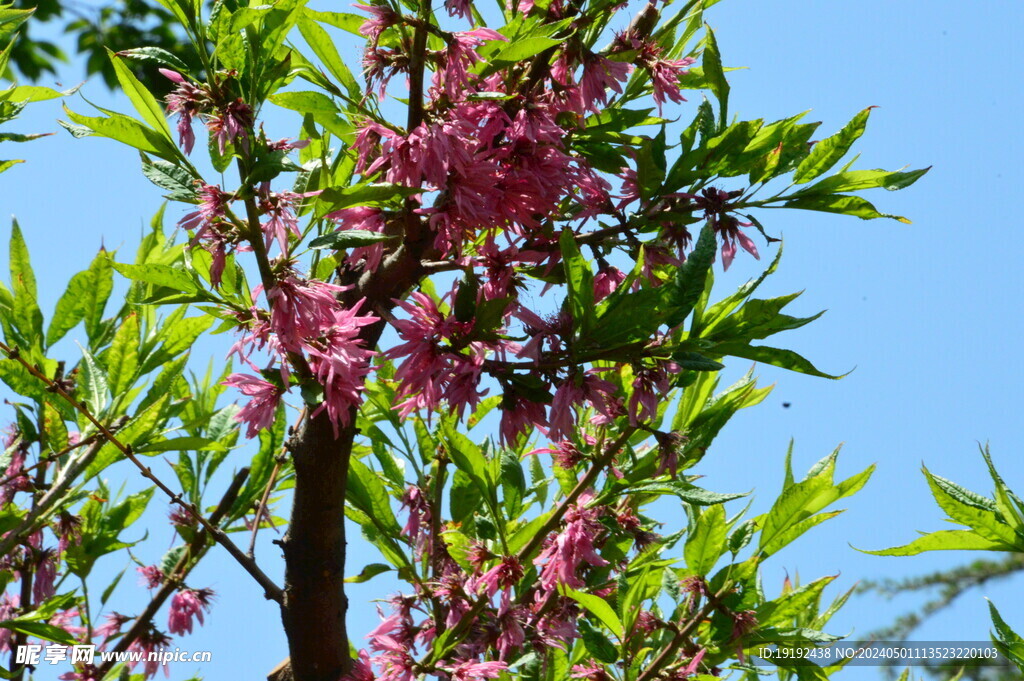 菊花桃