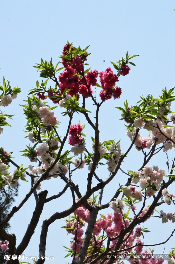 碧桃花 