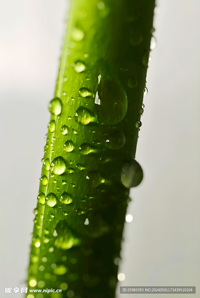 雨后的草