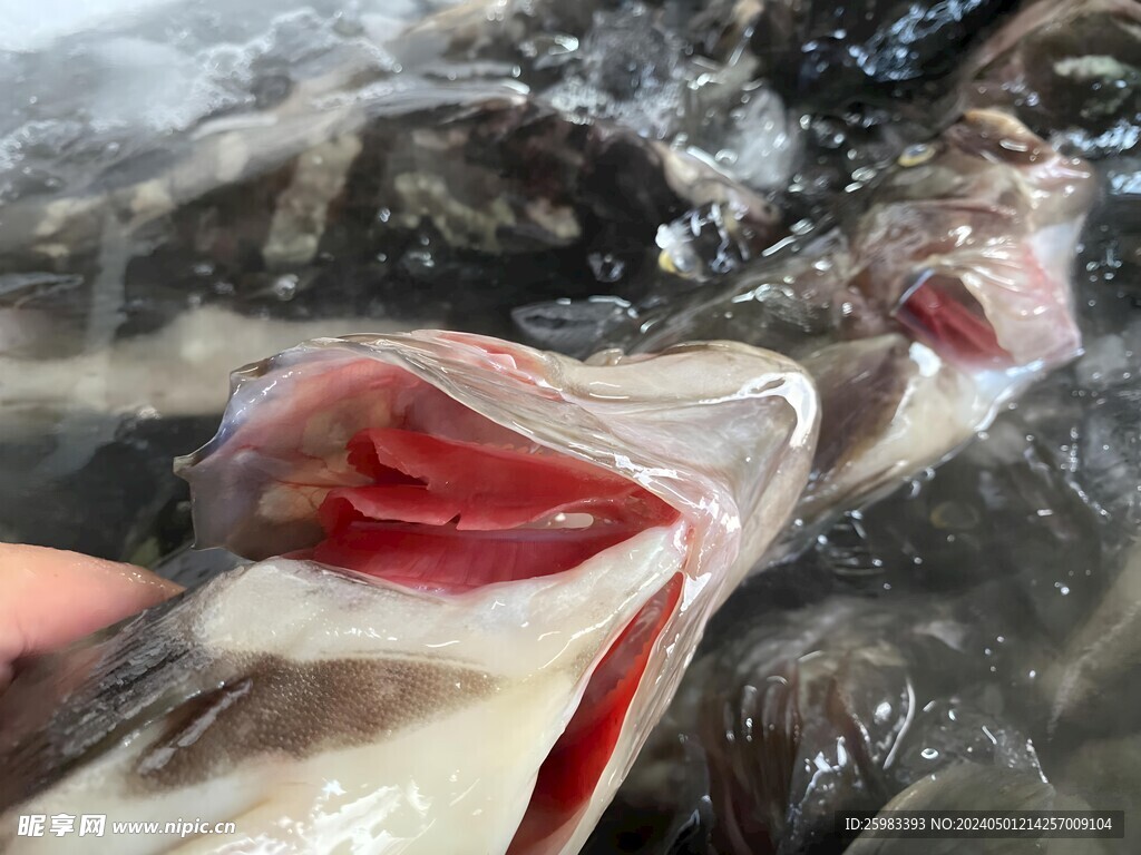 石斑鱼