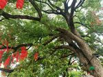 网红树