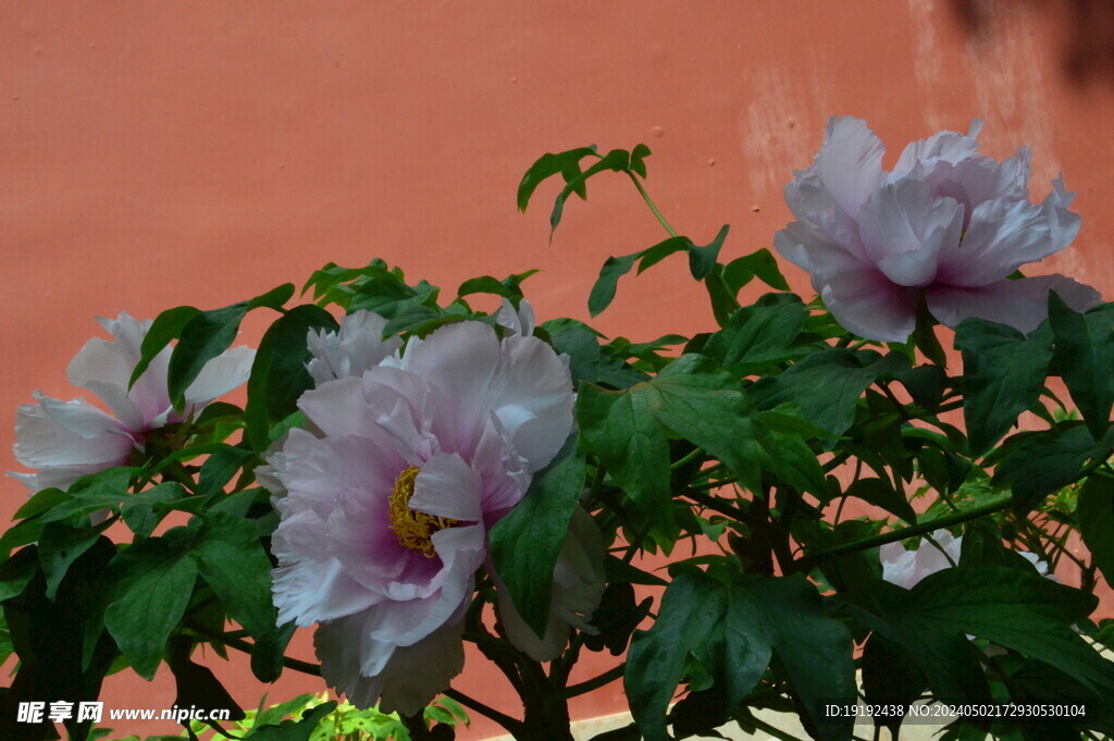 牡丹花