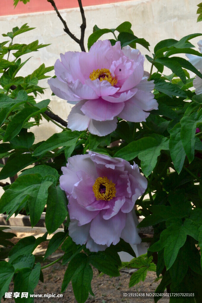 牡丹花 