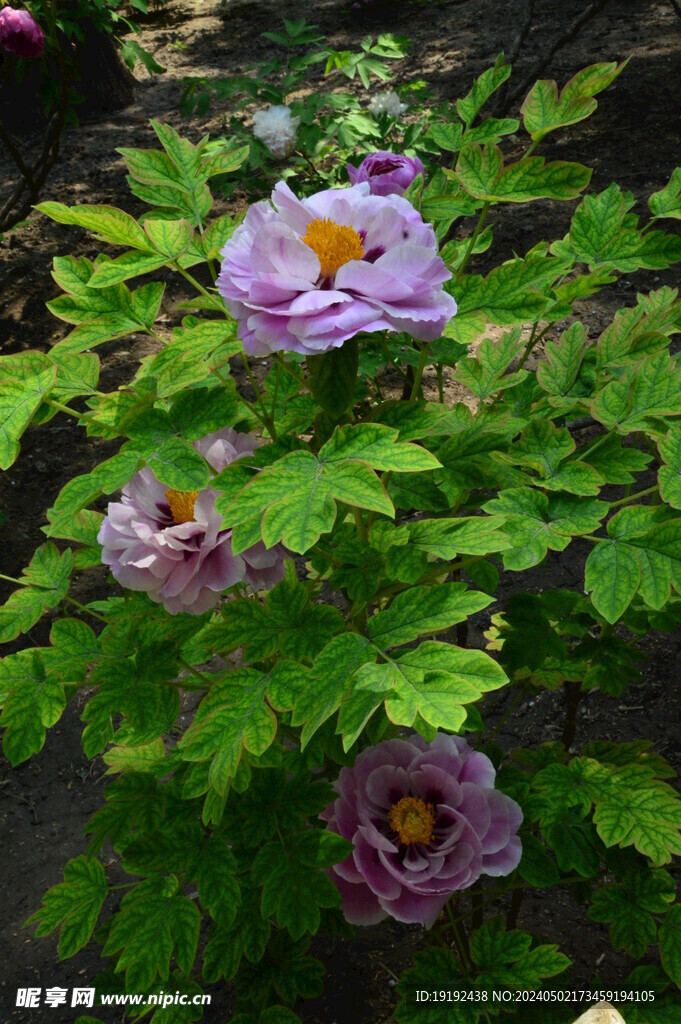 牡丹花 