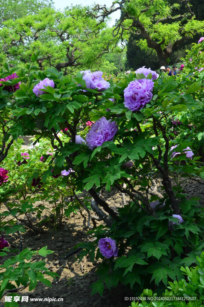 牡丹花