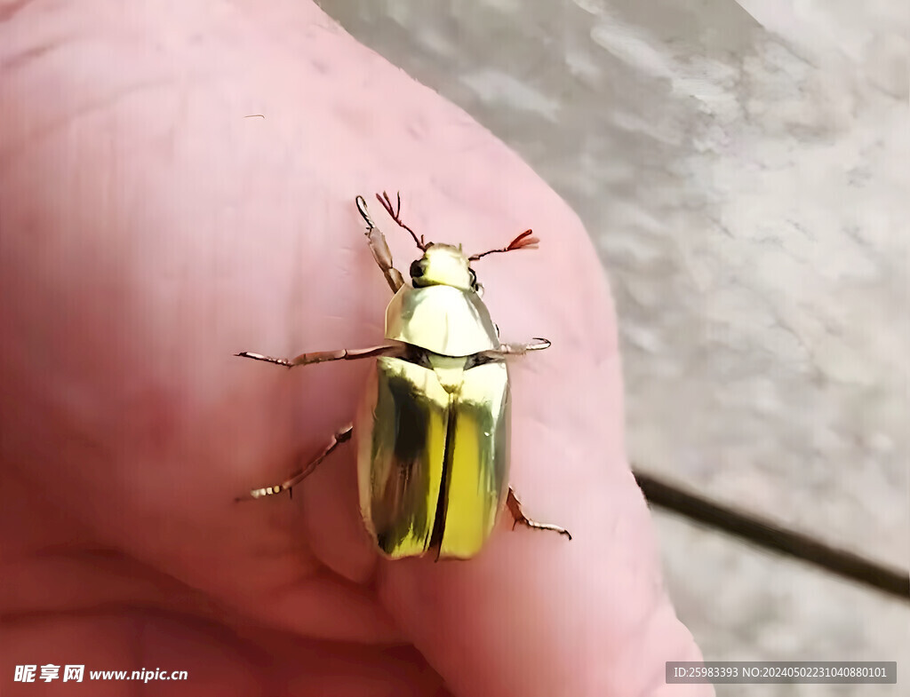 甲虫