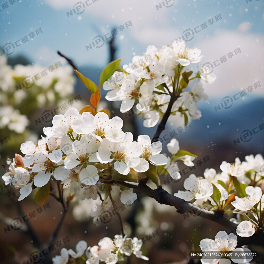 满树的梨花是近景 在画面的下方