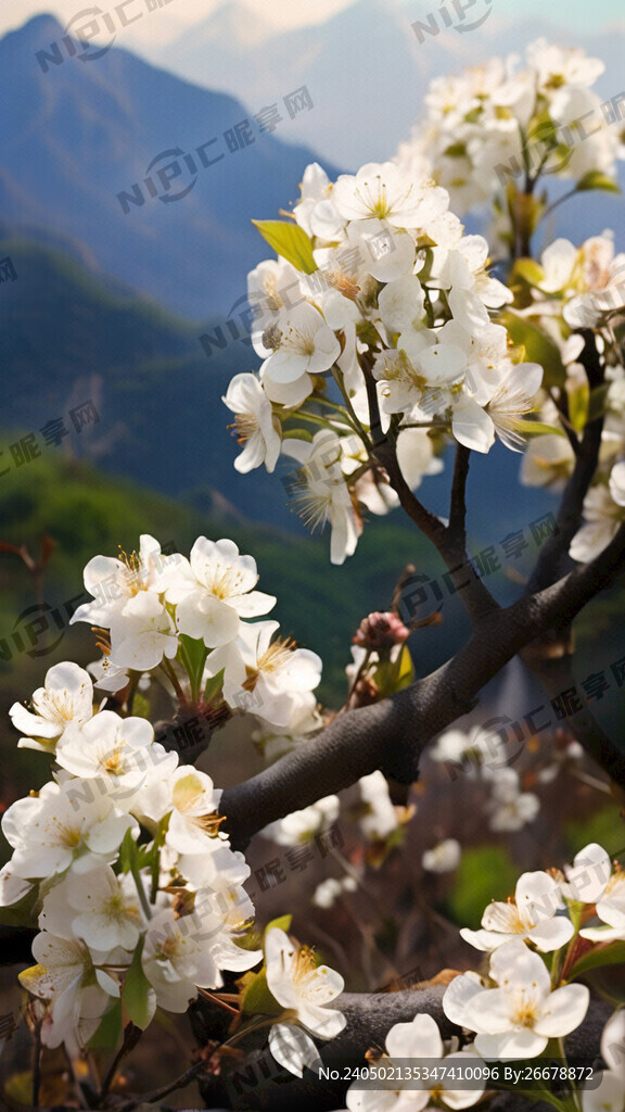 满树的梨花是近景 在画面的下方