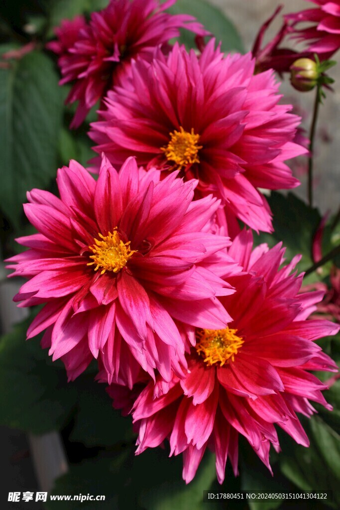 大丽花