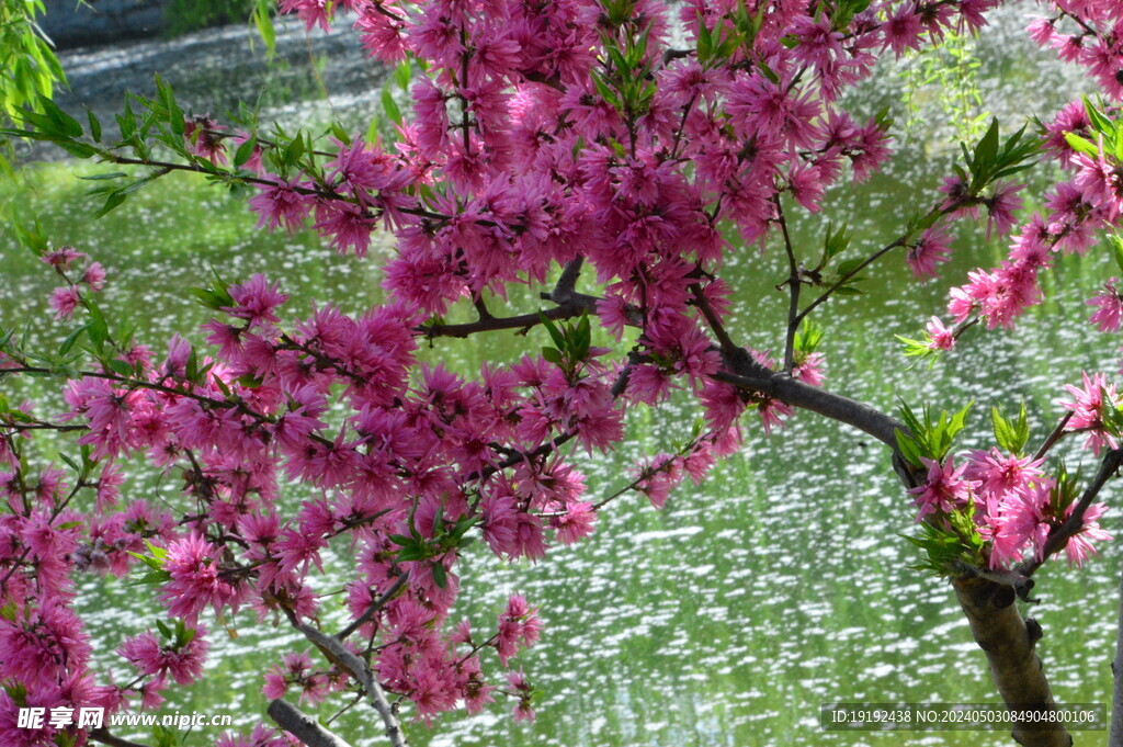 菊花桃 