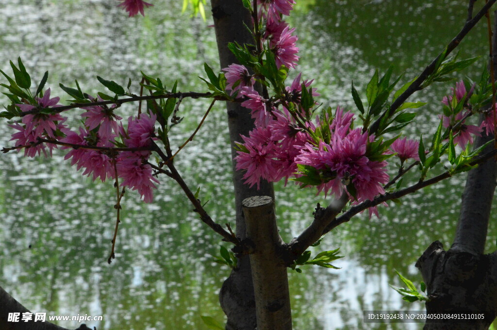 菊花桃 