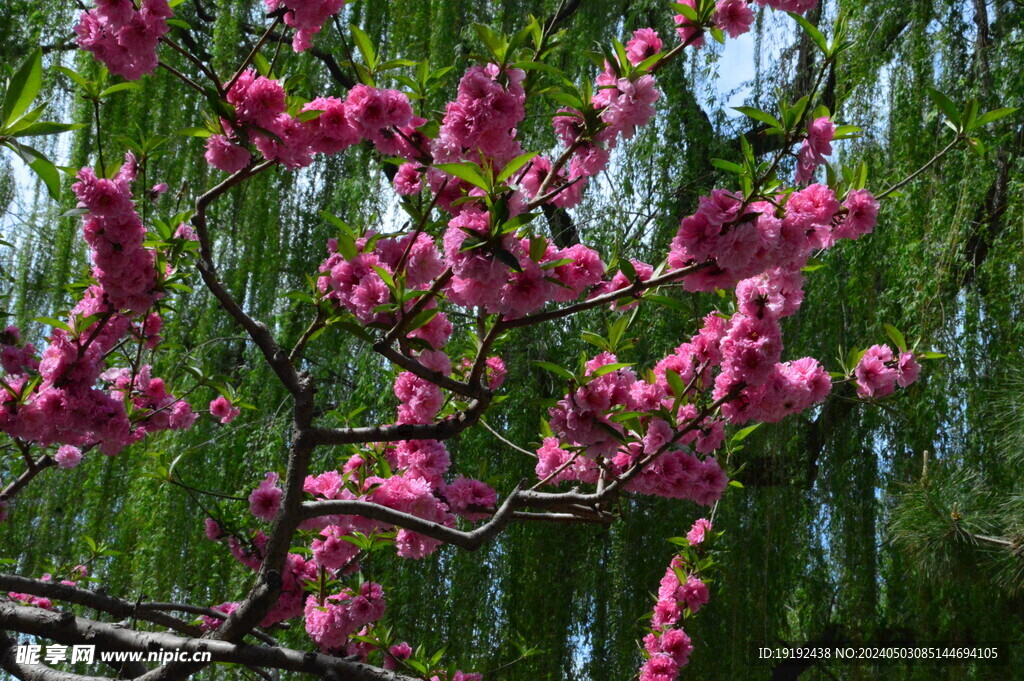 碧桃花 