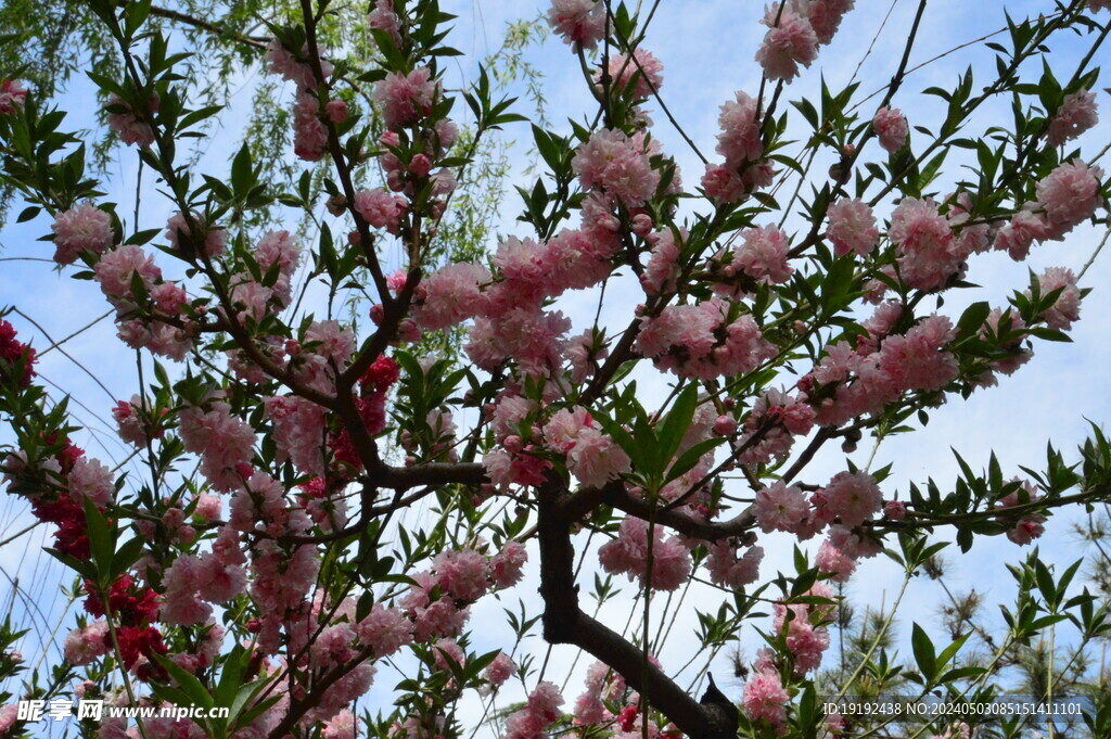 碧桃花  