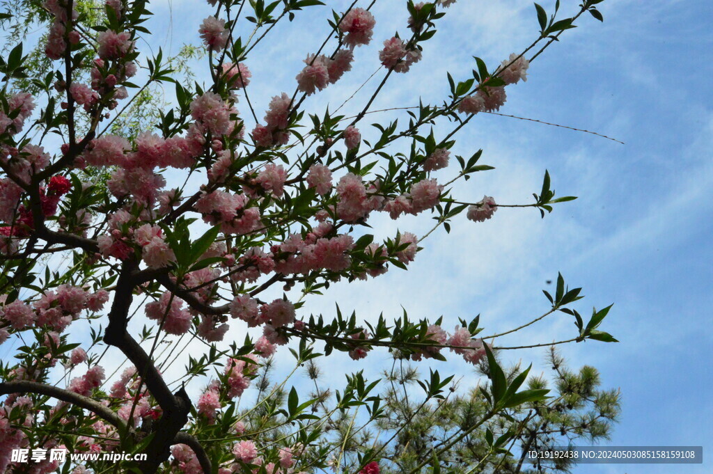 碧桃花  