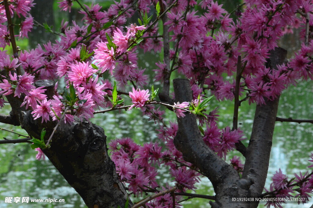 菊花桃 