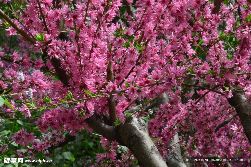 菊花桃 