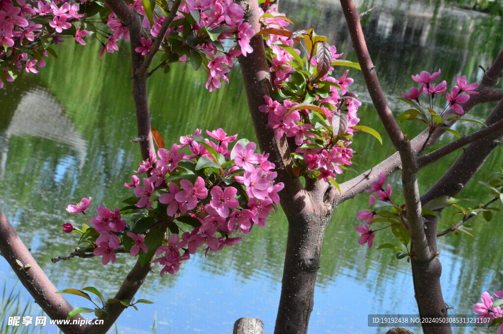 海棠花  