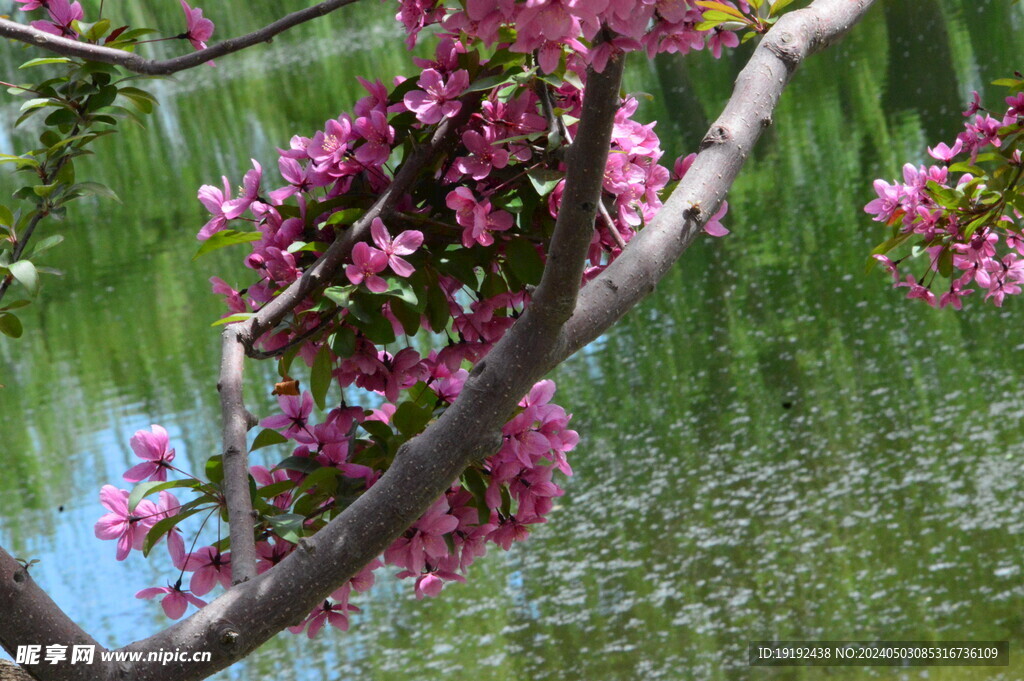 海棠花  