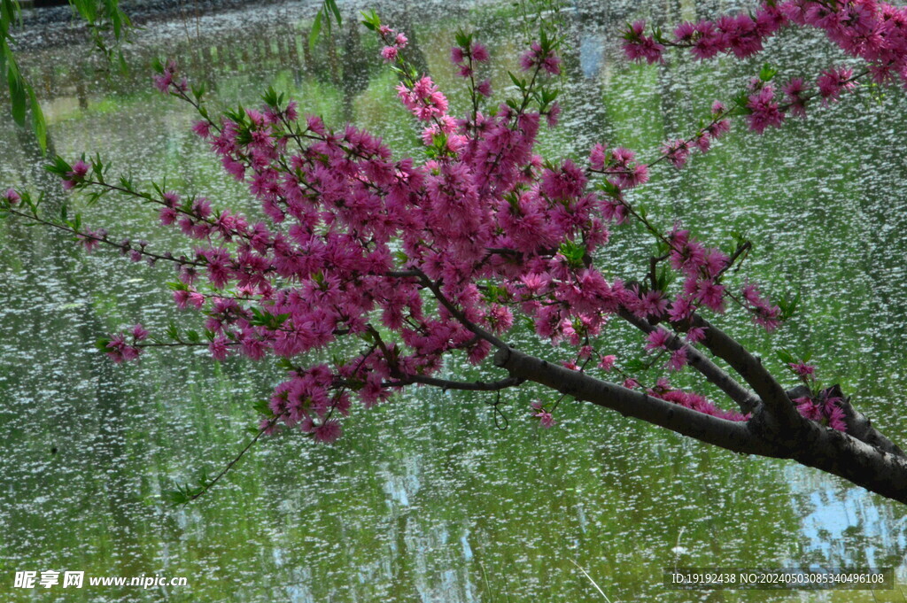 菊花桃 