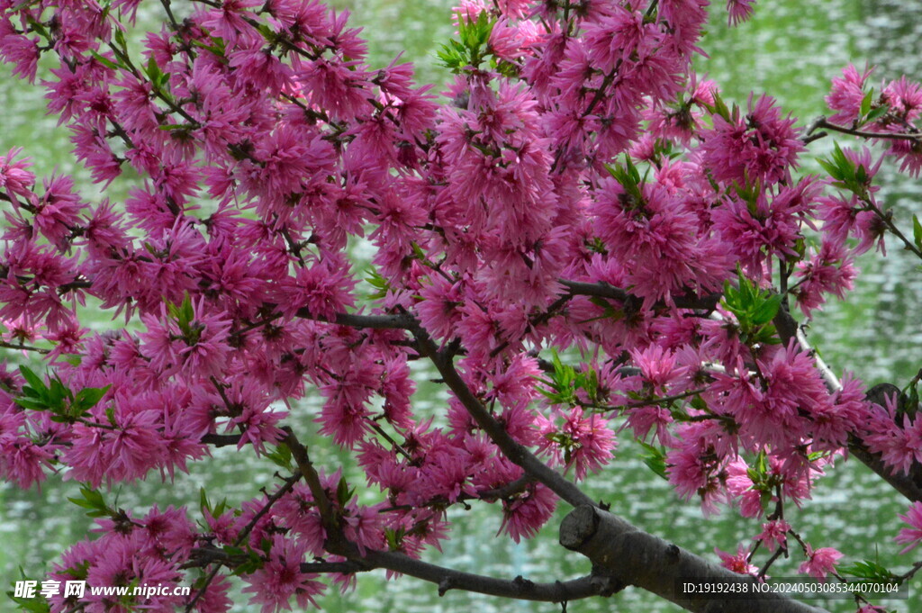 菊花桃