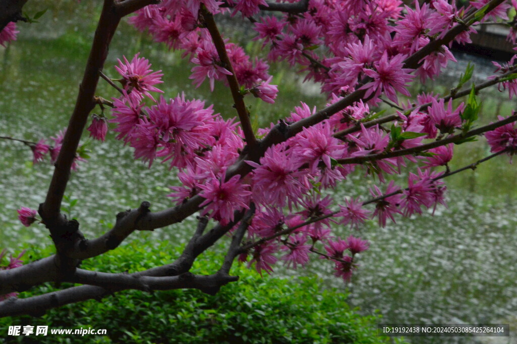 菊花桃  