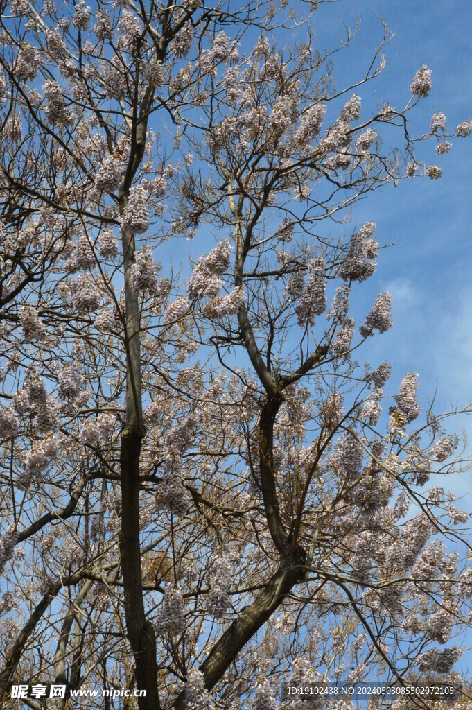 泡桐花  