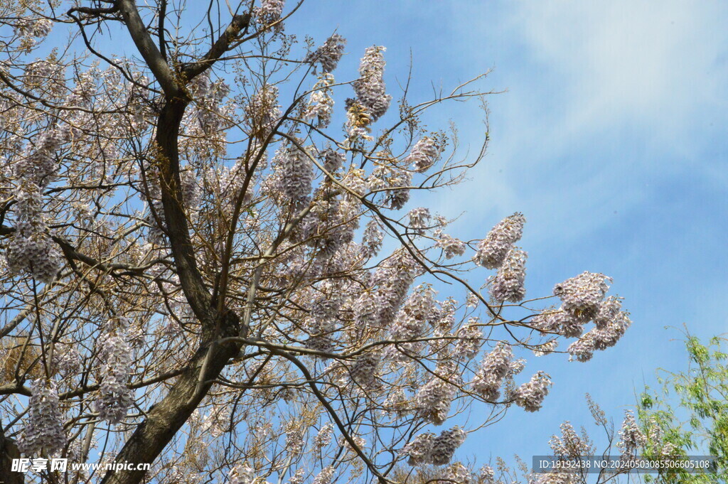 泡桐花 