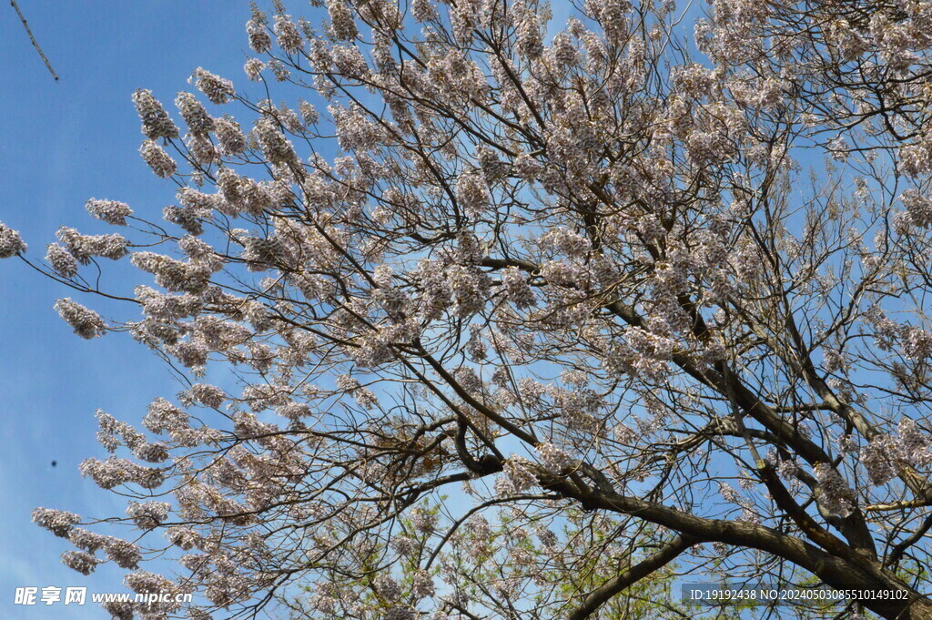 泡桐花  