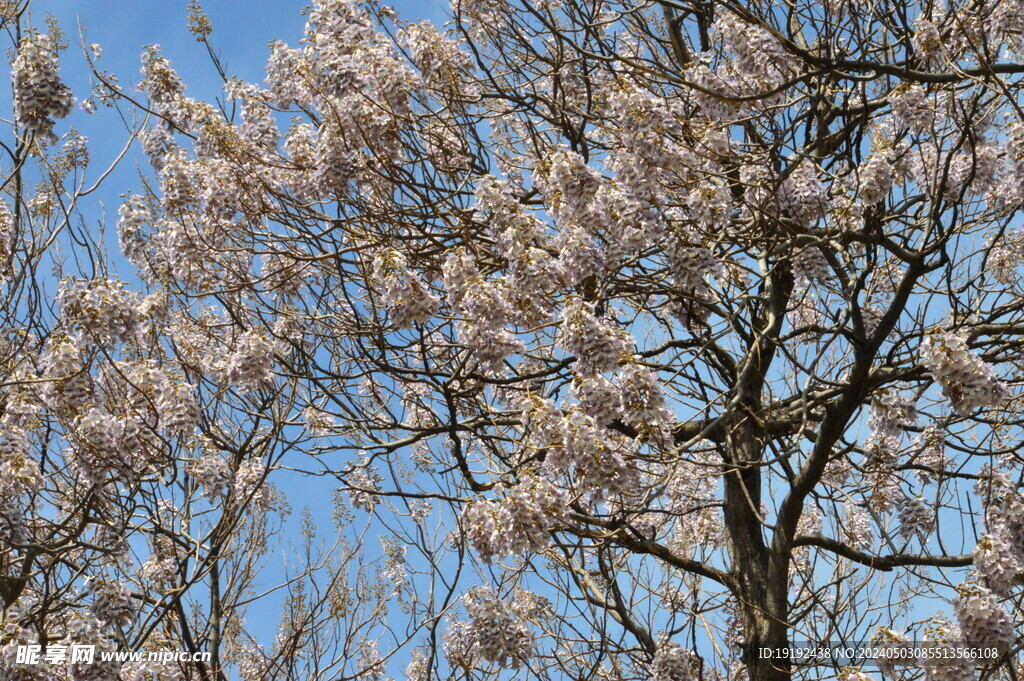 泡桐花  