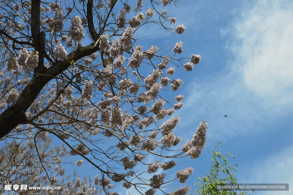 泡桐花 