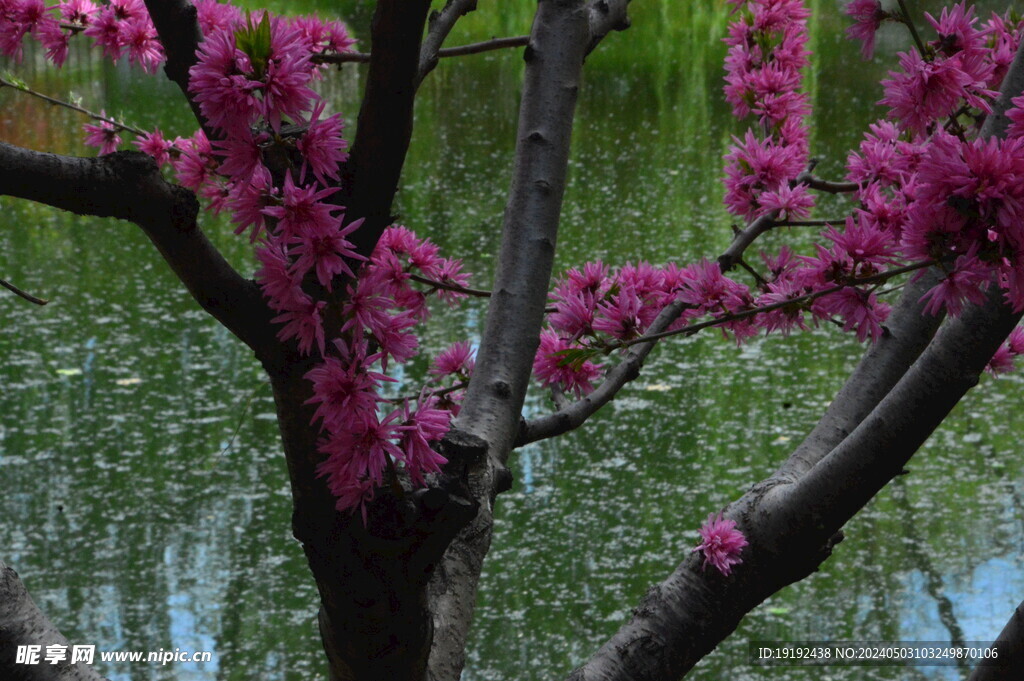 菊花桃 