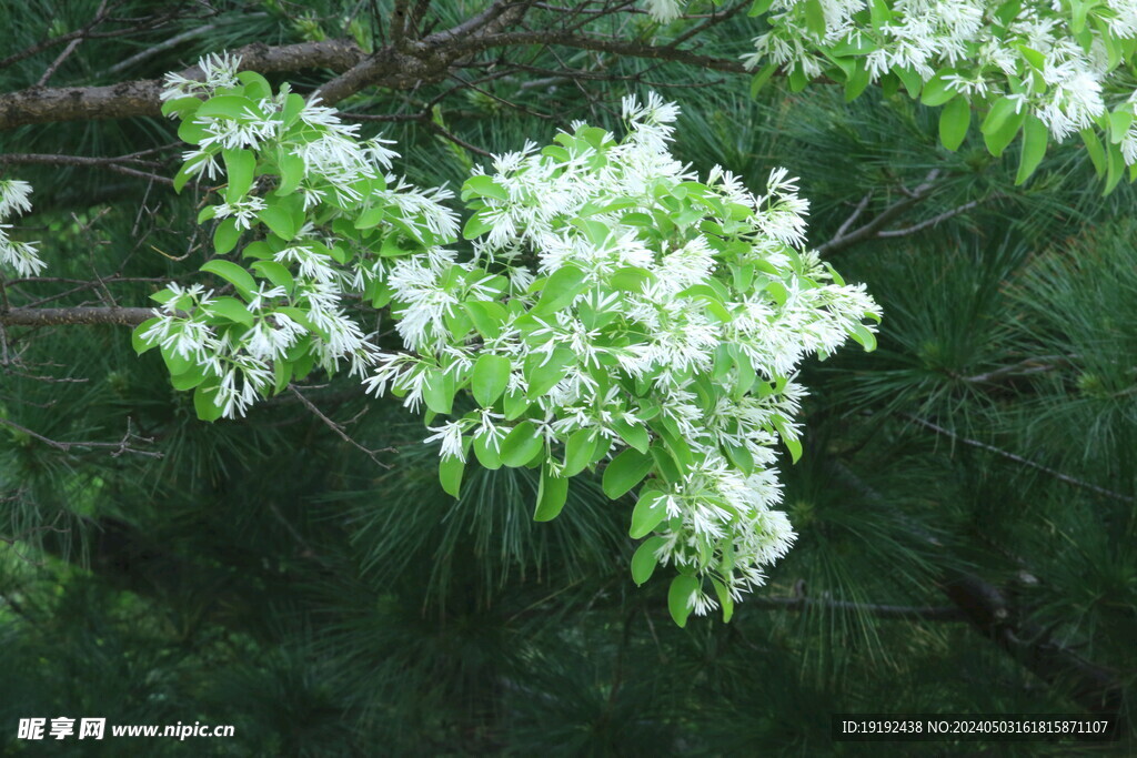 流苏树花  